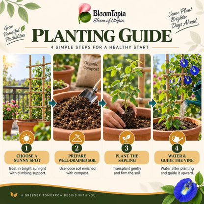Step-by-step planting illustration for Blue Aparajita.