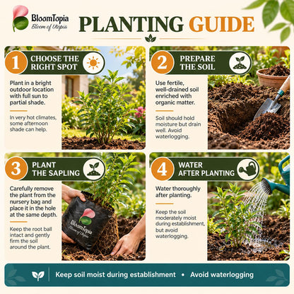 Step-by-step planting illustration for Raat Ki Rani Night Blooming Jasmine.