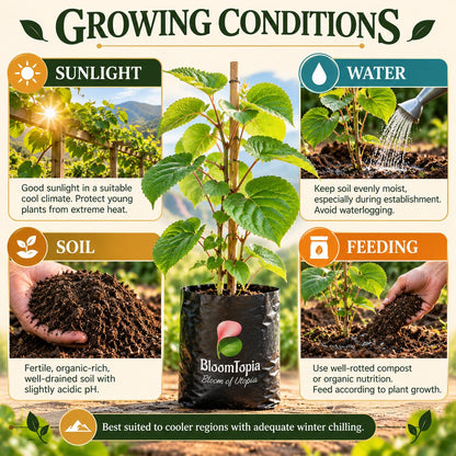 kiwi sunlight, water, soil and feeding guide.