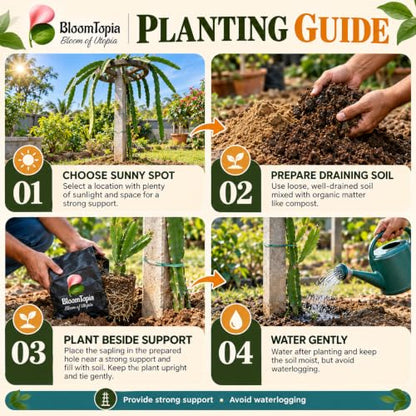Step-by-step planting illustration for Yellow Dragon Fruit.