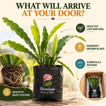Illustrated plant, root close-ups and pack-presentation panel for White Brahma Kamal.