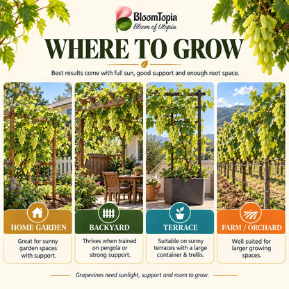 Illustrated growing locations for Golden Green Grape.