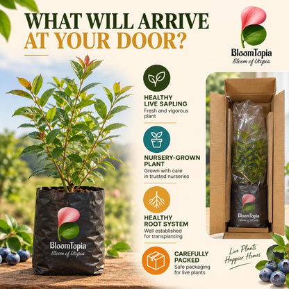 Illustrated plant, root close-ups and pack-presentation panel for Blueberry.