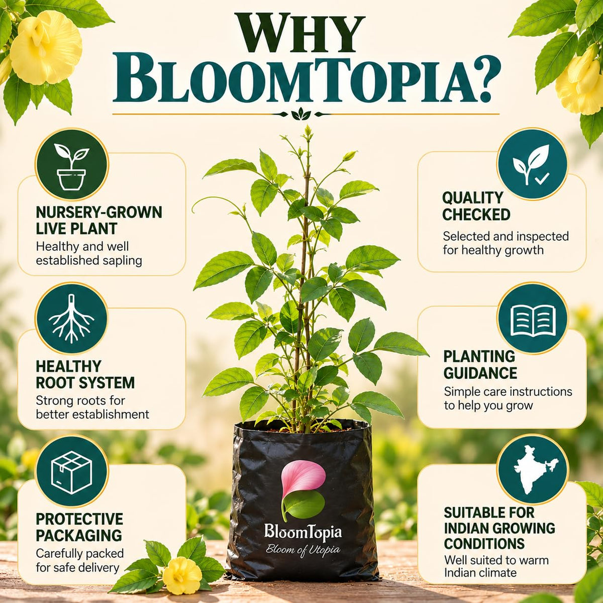BloomTopia plant-handling and brand-information panel featuring Yellow Aparajita.