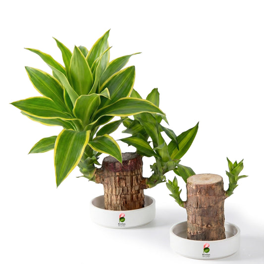Brazilian lucky wood logs with leafy growth.