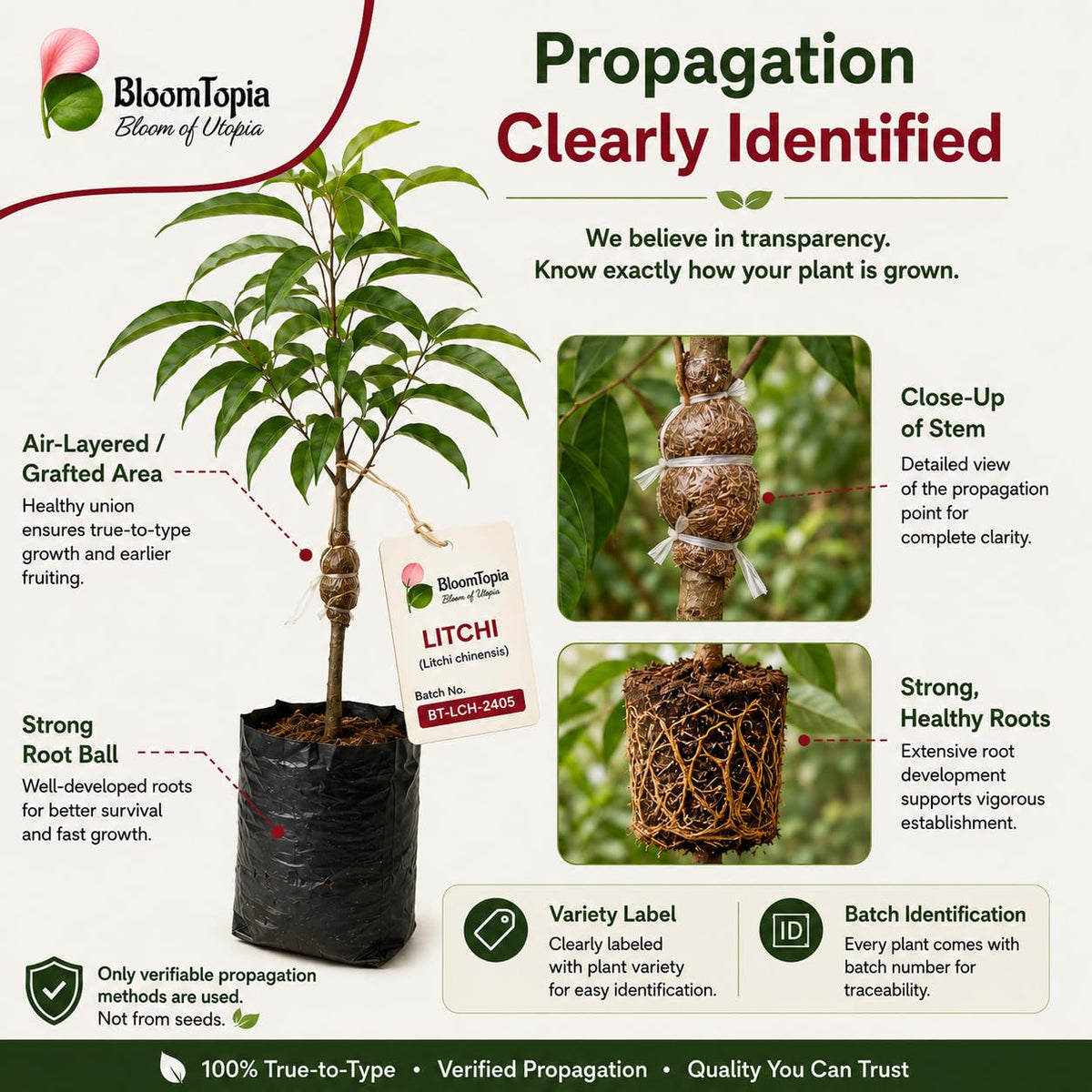 Litchi plant propagation and stem detail illustration.