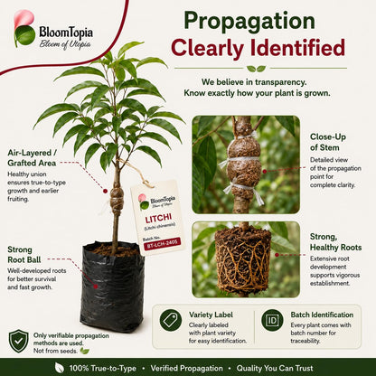 Litchi plant propagation and stem detail illustration.