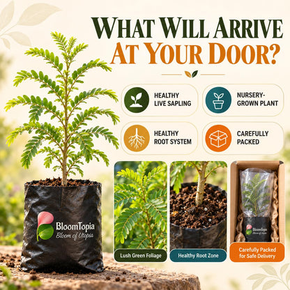 Illustrated plant, root close-ups and pack-presentation panel for Lal Amla.