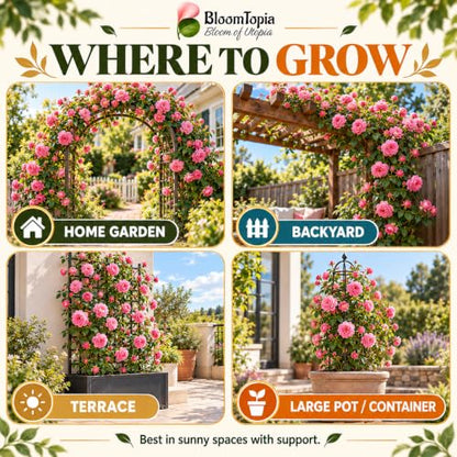 Illustrated growing locations for Pure Pink Climbing Rose.