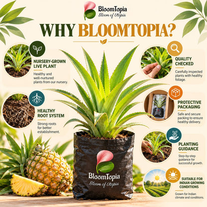BloomTopia plant-handling and brand-information panel featuring Pineapple (Ananas).