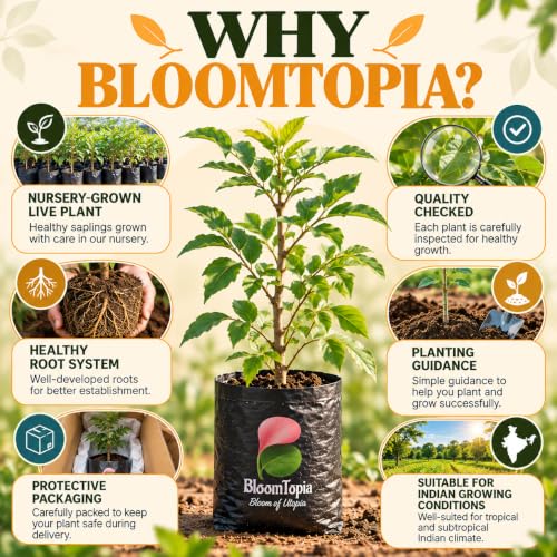 BloomTopia plant-handling and brand-information panel featuring Kodbel Wood Apple.