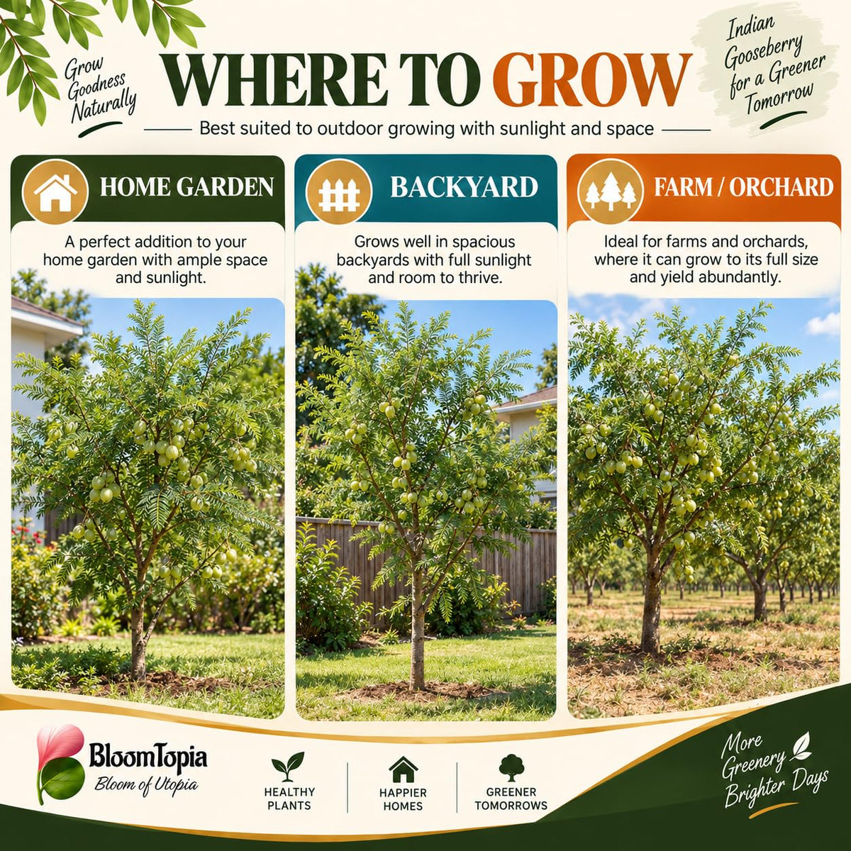 Illustrated growing locations for Hybrid Amla Indian Gooseberry.