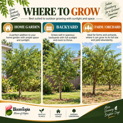 Illustrated growing locations for Hybrid Amla Indian Gooseberry.