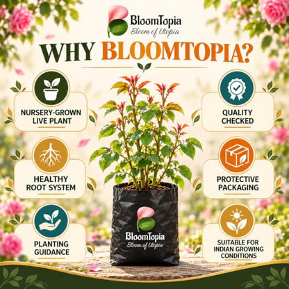 BloomTopia plant-handling and brand-information panel featuring Pure Pink Climbing Rose.
