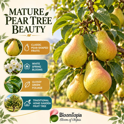 Illustration of mature Nashpati Pear features with variety callouts.