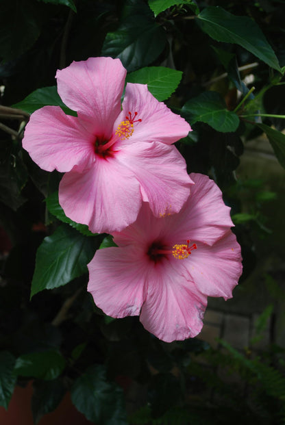Two pink hibiscus flowers.