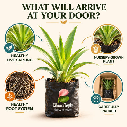 Illustration of a young Pineapple (Ananas) plant, roots and protective packing.