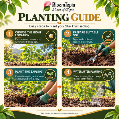 Step-by-step planting illustration for Star Fruit (Kamranga).