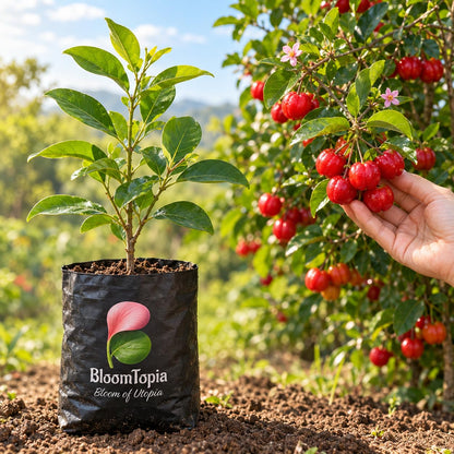 Illustration comparing young Barbados Cherry nursery growth with a mature plant.