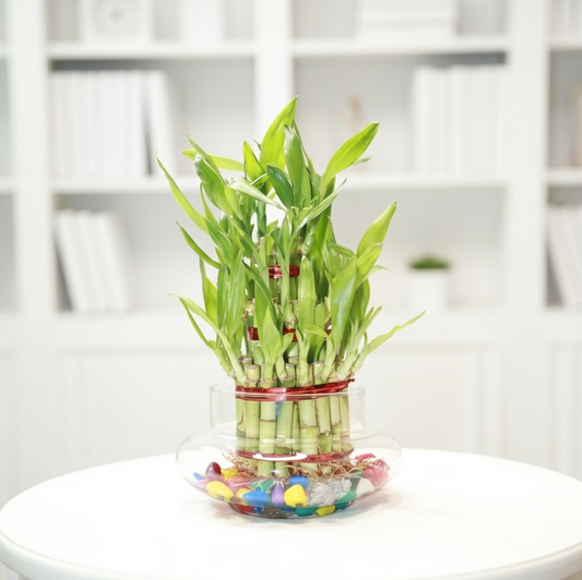 Lucky Bamboo 3 Layer Feng Shui Plant with Glass Jar | Live Indoor Plant for Home & Office | Includes Colorful Stones & Water Gel Balls | Symbol of Luck, Prosperity & Positive (Glass Bowl, 3 Layer)