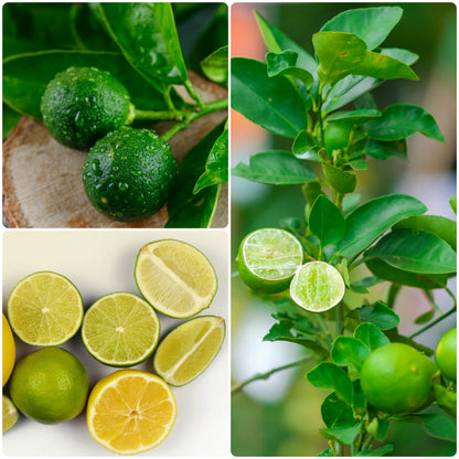 BloomTopia Seedless Lemon (Nimbu) Hybrid Live Plant | Original Air-Layered Citrus Fruit Plant | All Season, Fast Growing, High Yield Variety for Pot, Balcony & Home Garden | Approx Height 1–2 Ft