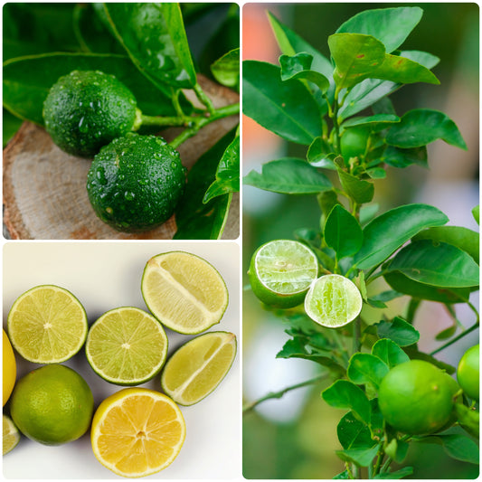 BloomTopia Seedless Lemon (Nimbu) Hybrid Live Plant | Original Air-Layered Citrus Fruit Plant | All Season, Fast Growing, High Yield Variety for Pot, Balcony & Home Garden | Approx Height 1–2 Ft