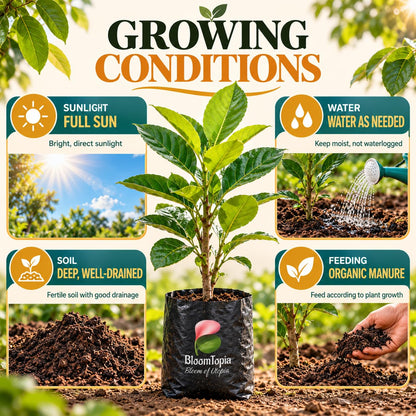 Sunlight, water, soil and feeding guide for Vietnam Super Early Jackfruit.
