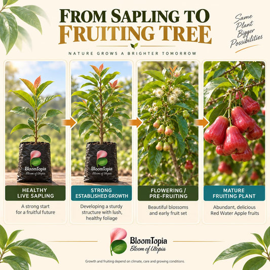 Illustrated growth stages for Red Water Apple Jamrul, from young plant to mature growth.