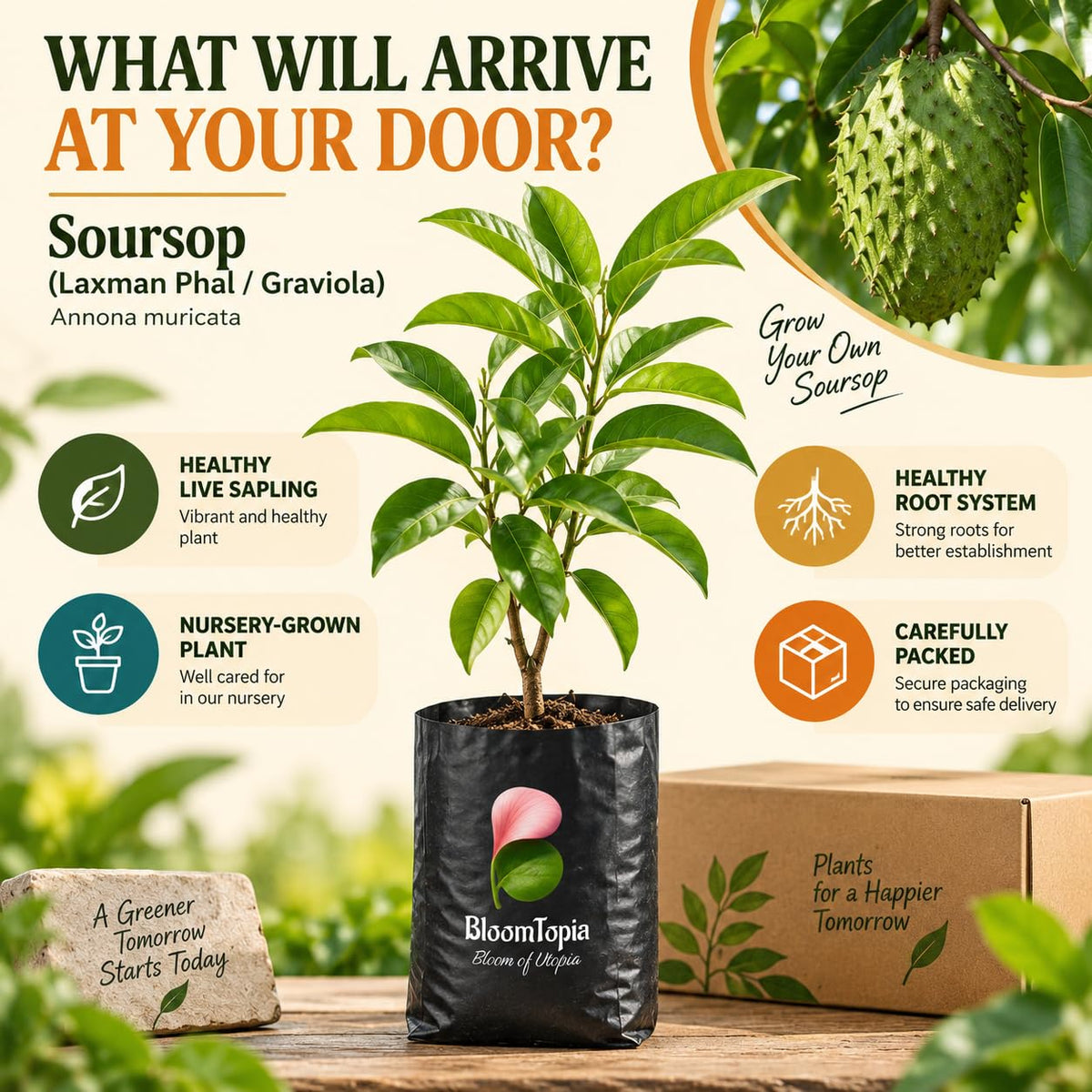 Illustrated plant, root close-ups and pack-presentation panel for Soursop.