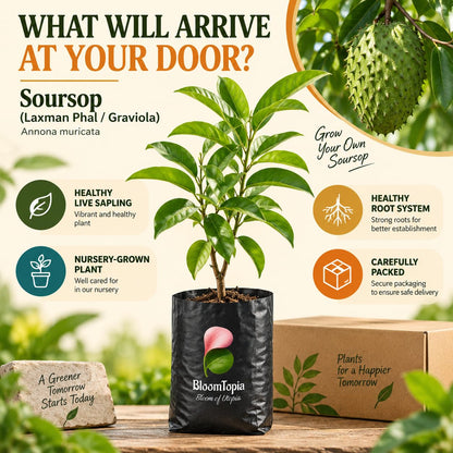 Illustrated plant, root close-ups and pack-presentation panel for Soursop.