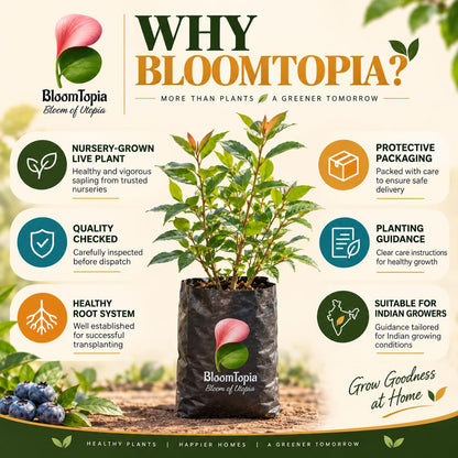 BloomTopia plant-handling and brand-information panel featuring Blueberry.