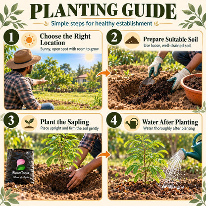 Step-by-step planting illustration for Red Sweet Tamarind.