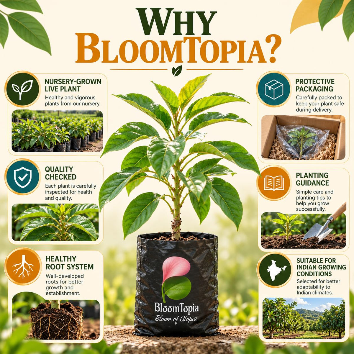 BloomTopia plant-handling and brand-information panel featuring Avocado Grafted.