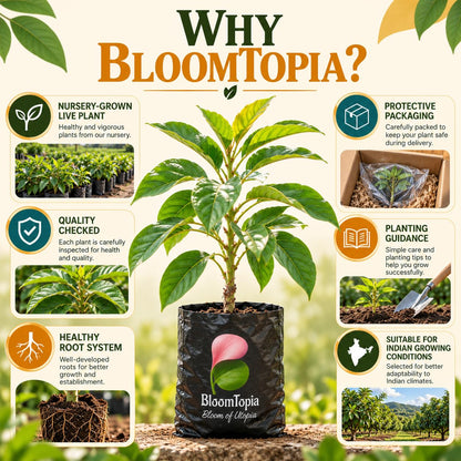 BloomTopia plant-handling and brand-information panel featuring Avocado Grafted.