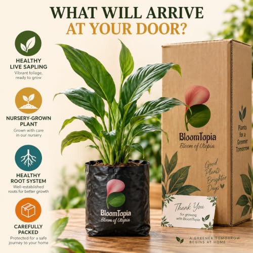 Illustrated plant, root close-ups and pack-presentation panel for Peace Lily (Spathiphyllum).