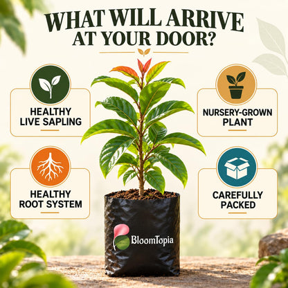 Illustrated plant, root close-ups and pack-presentation panel for Exotic Red Rambutan.