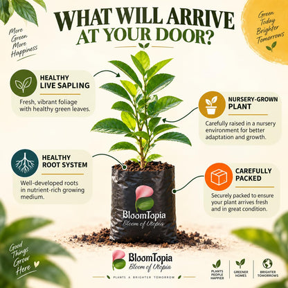 Illustrated plant, root close-ups and pack-presentation panel for Kolkata Pati Lebu Lemon.