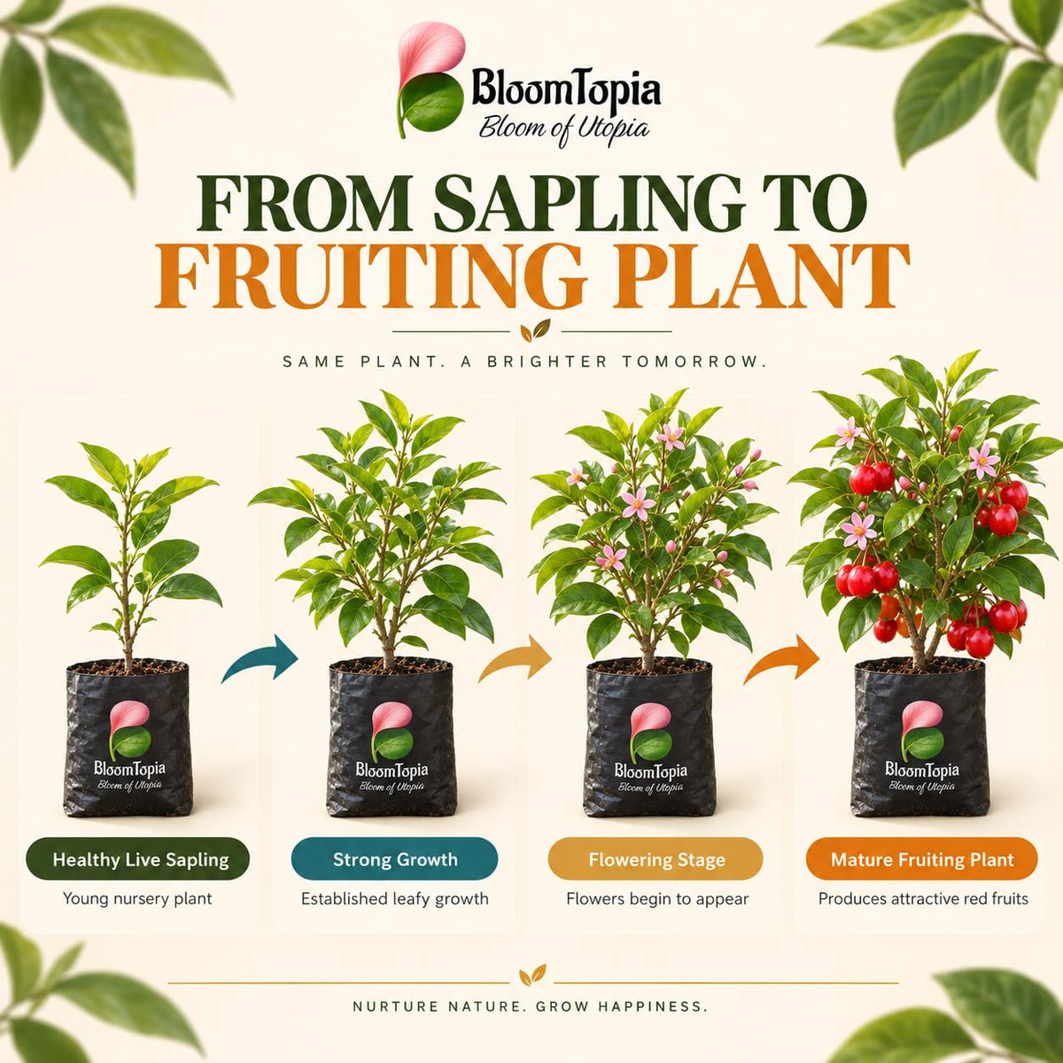 Illustrated growth stages for Barbados Cherry, from young plant to mature growth.