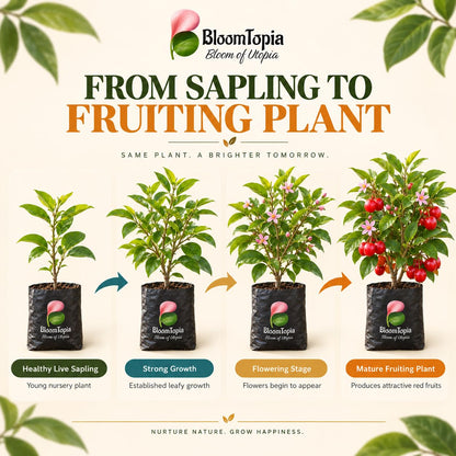 Illustrated growth stages for Barbados Cherry, from young plant to mature growth.