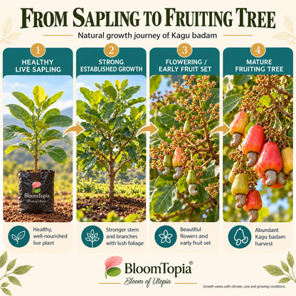 Illustrated growth stages for Kaju Badam Cashew Nut, from young plant to mature growth.
