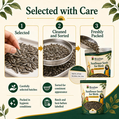 Sunflower seed selection, cleaning and packing illustration.