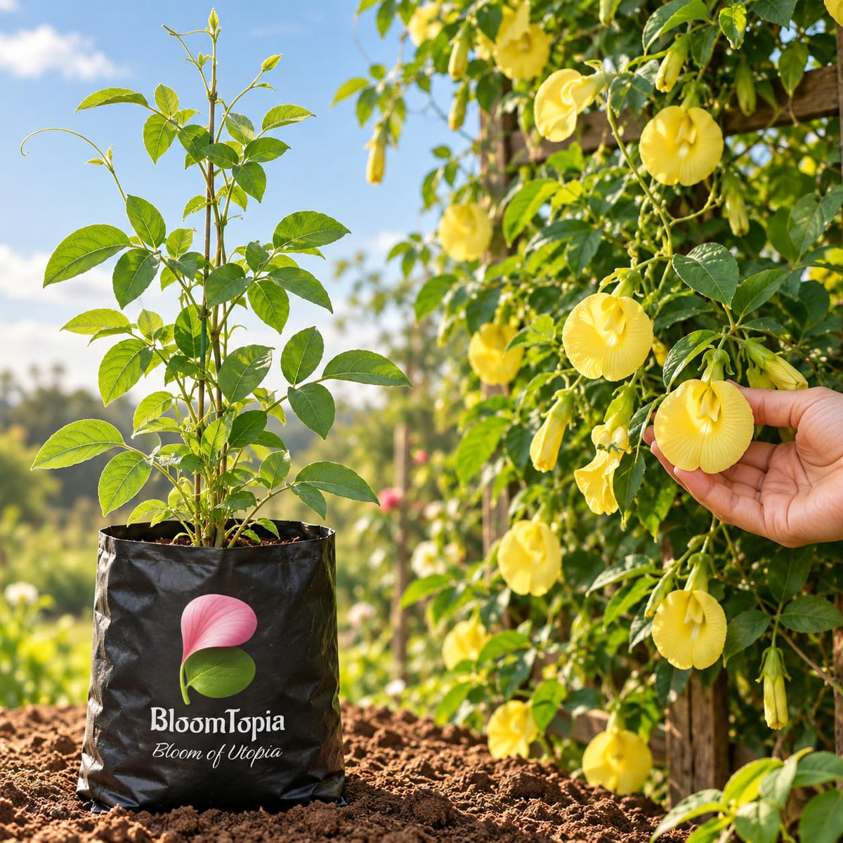 Illustration comparing young Yellow Aparajita nursery growth with a mature plant.