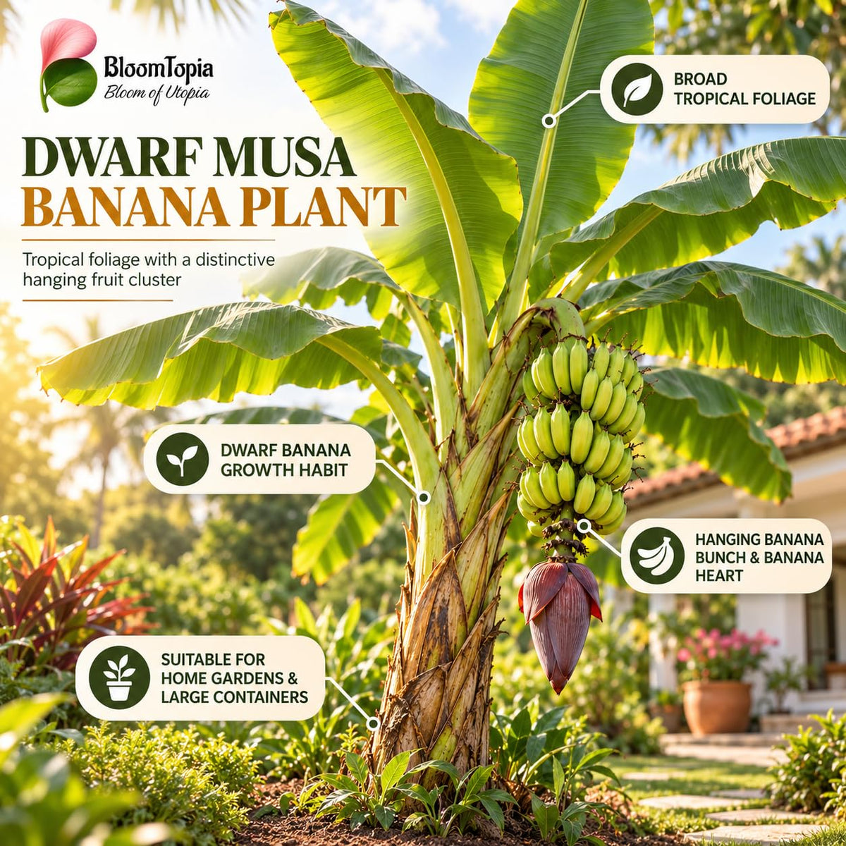 Illustration of mature Dwarf Banana features with variety callouts.