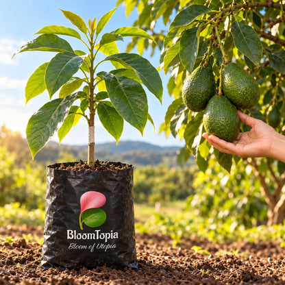 Illustration comparing young Avocado Grafted nursery growth with a mature plant.