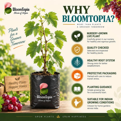BloomTopia plant-handling and brand-information panel featuring Red Grape Vine.