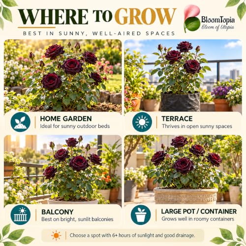Illustrated growing locations for Dark Burgundy Rose.