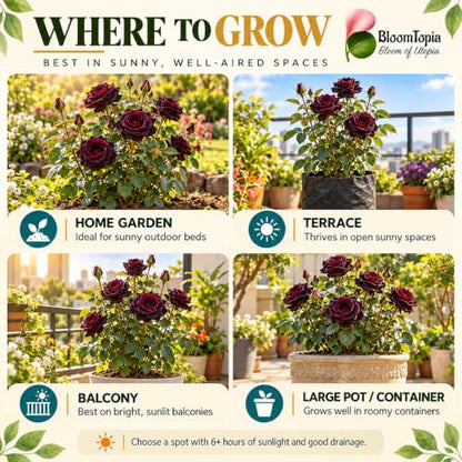 Illustrated growing locations for Dark Burgundy Rose.