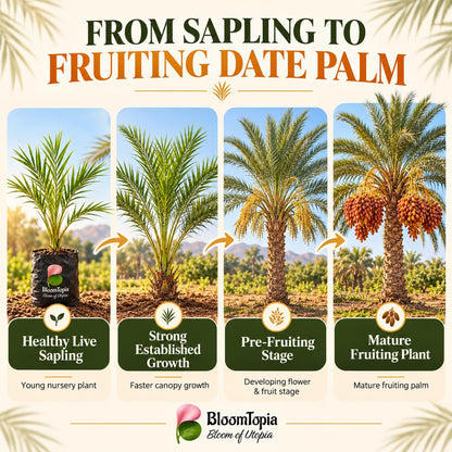 Illustrated growth stages for Arabian Date Palm, from young plant to mature growth.