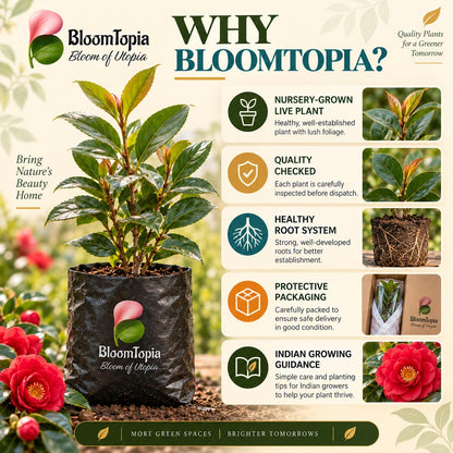 BloomTopia plant-handling and brand-information panel featuring Rare Red Hybrid Camellia.