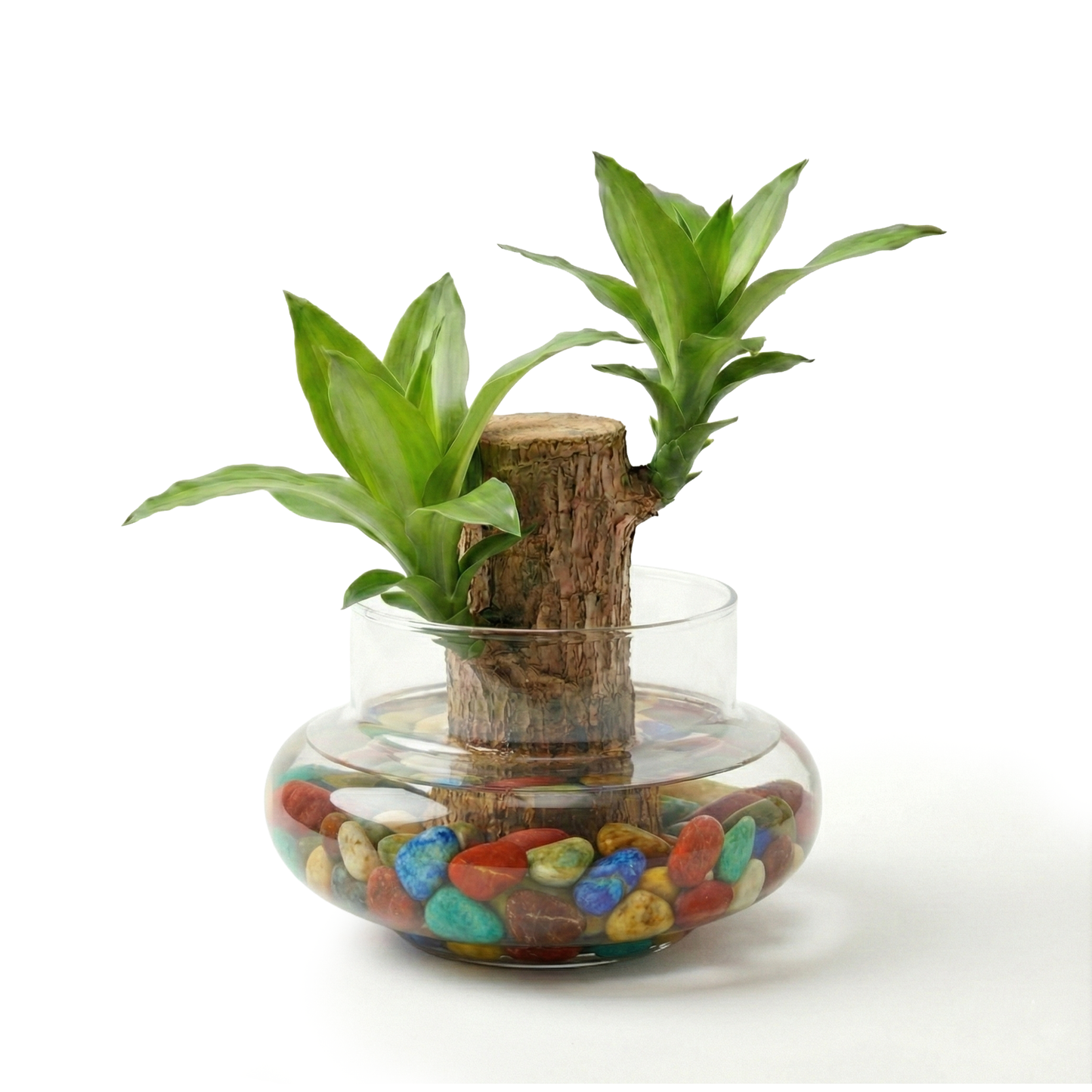 Lucky Brazilian Wood Live Plant for Home & Office | Good Luck Indoor Green Plant for Room & Desk Decor | Easy Care Air-Purifying Indoor Plant | Fresh Healthy Live Plant